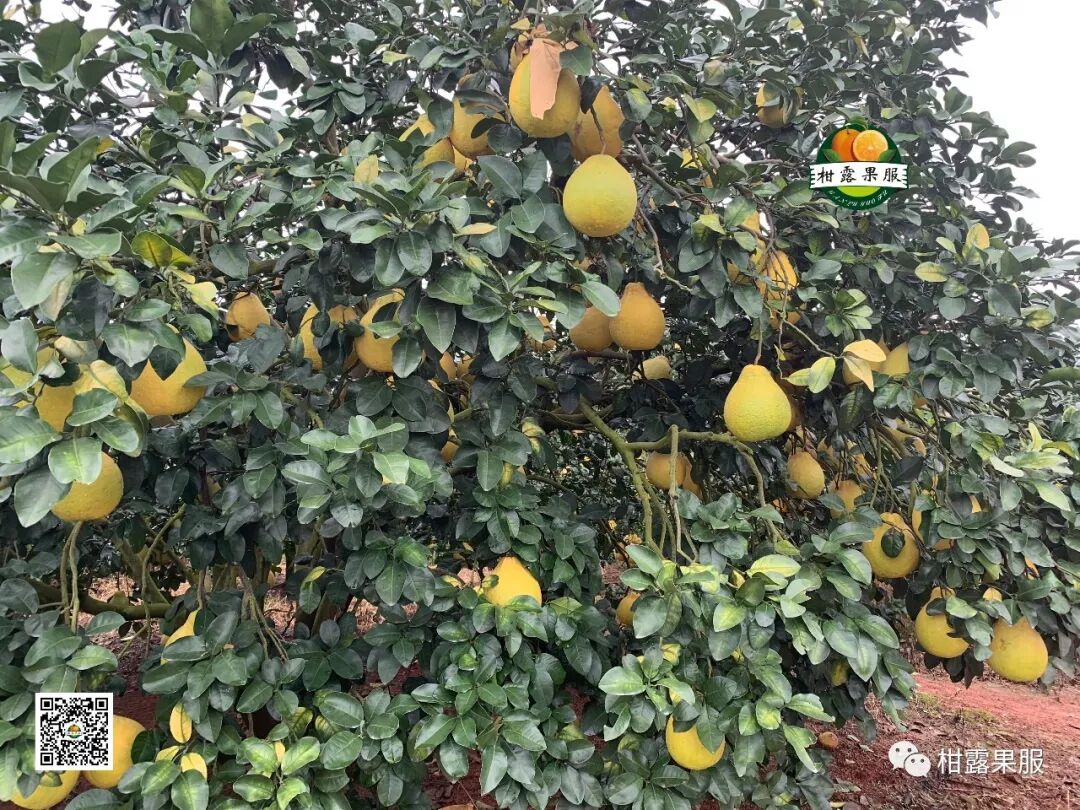 容县沙田柚香飘全国 柚子品质优越的秘诀你知道吗 广西垂青生物科技有限公司官方网站