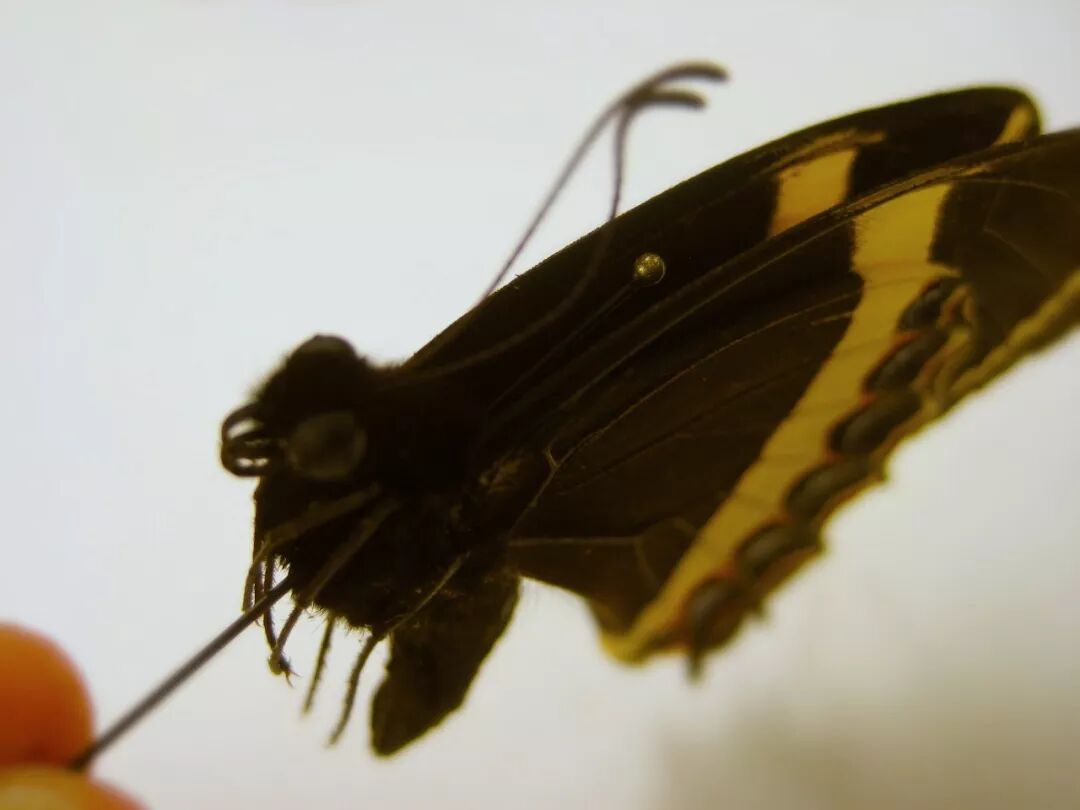 博物昆虫标本制作 一篇蝴蝶标本制作过程 地产资讯