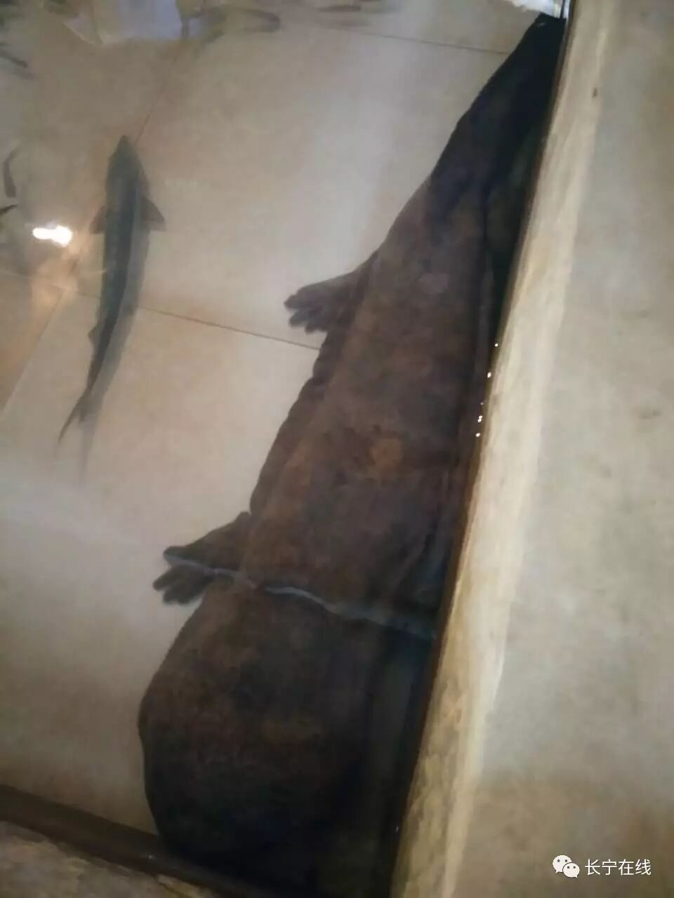 长宁富兴乡现巨型娃娃鱼,被一群人分吃了!