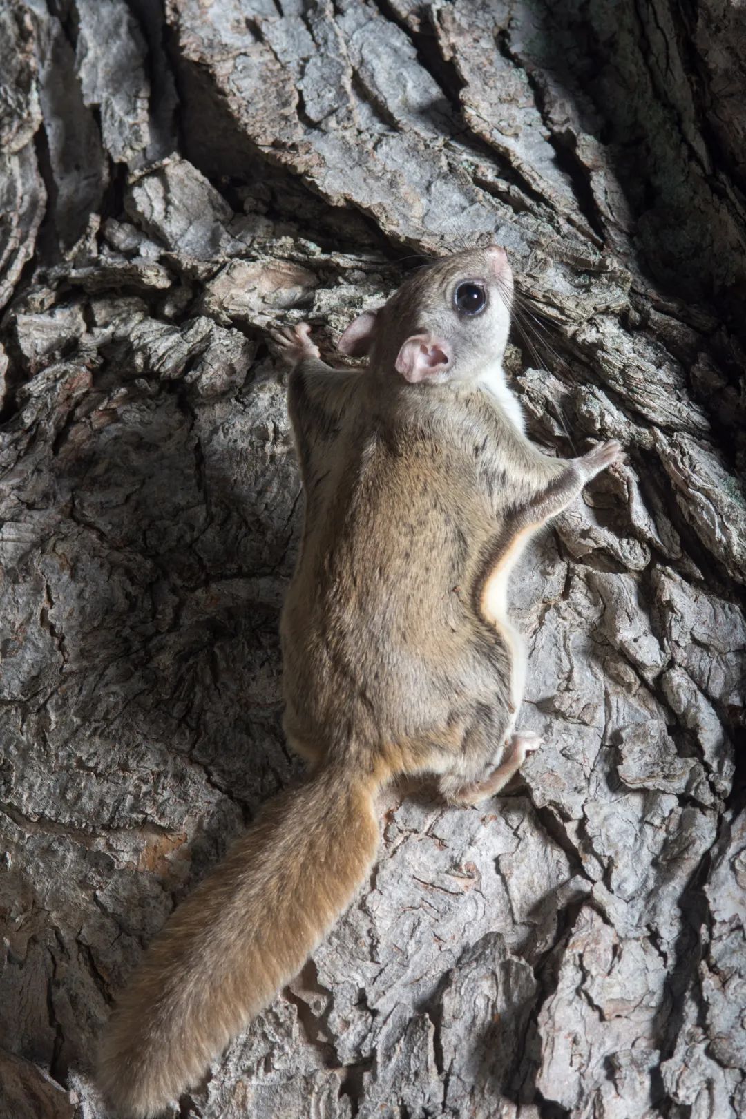 寒號鳥,學名鼯鼠科復齒鼯鼠trogopterus xanthipes milne-edwards