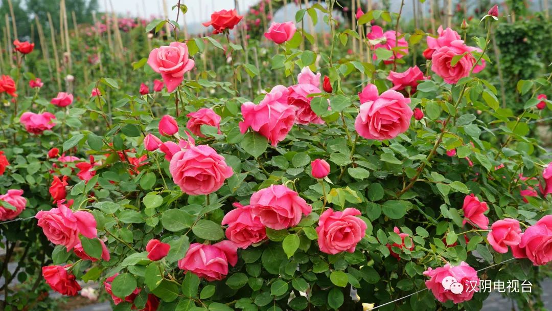 9教中考作弊处罚师受