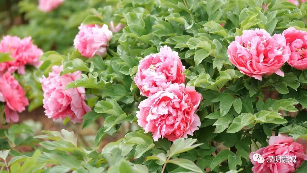 务银行庆市期中城投率发中信票业行安高效分行第一合肥