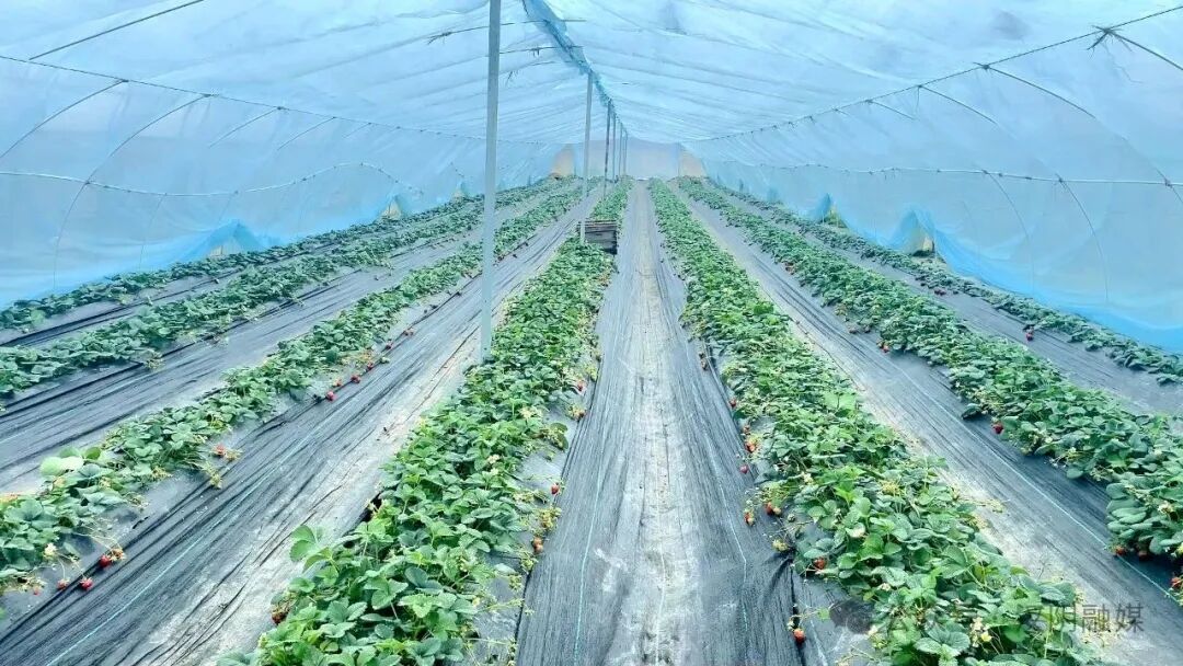 八信用大优党建作见势看设工实效工行工行村建引领合肥分行