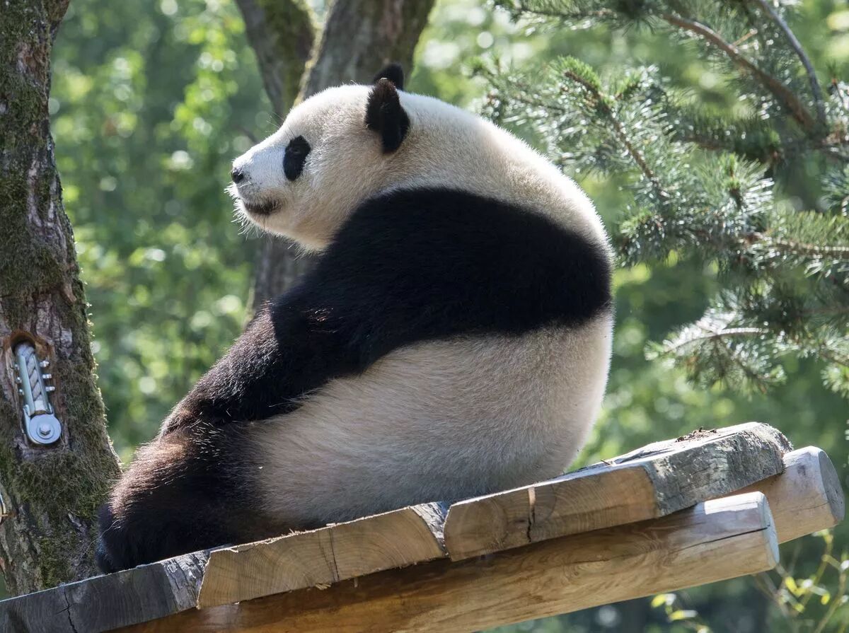 制霸柏林动物园!半年过去,两只国宝被德国人养成了太上皇