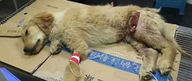 被主人丢在马路边等死小金毛，拖着残疾的双腿求人带它回家...