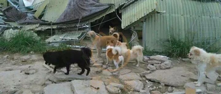 小院遭强拆，大狗追咬小狗，场面让人心酸，狗狗们最后归宿在何处？
