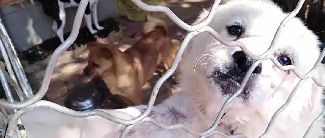 紧急！500多只流浪狗面临断粮饥荒，70岁老人无力抚养~