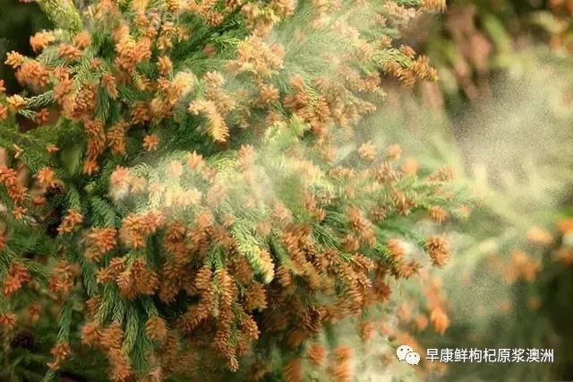 干货 墨尔本 花粉季 来了 我们该如何被拯救 澳洲无忧网