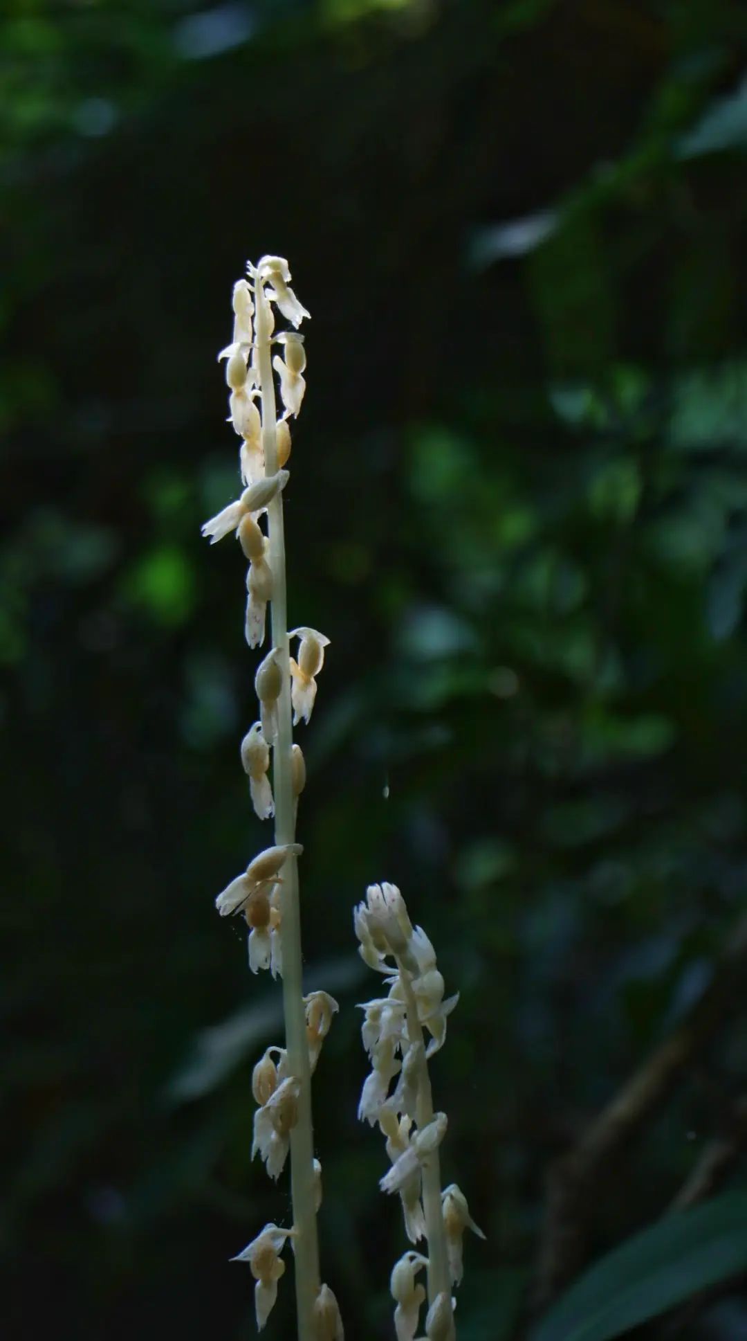 幽灵虎花图片