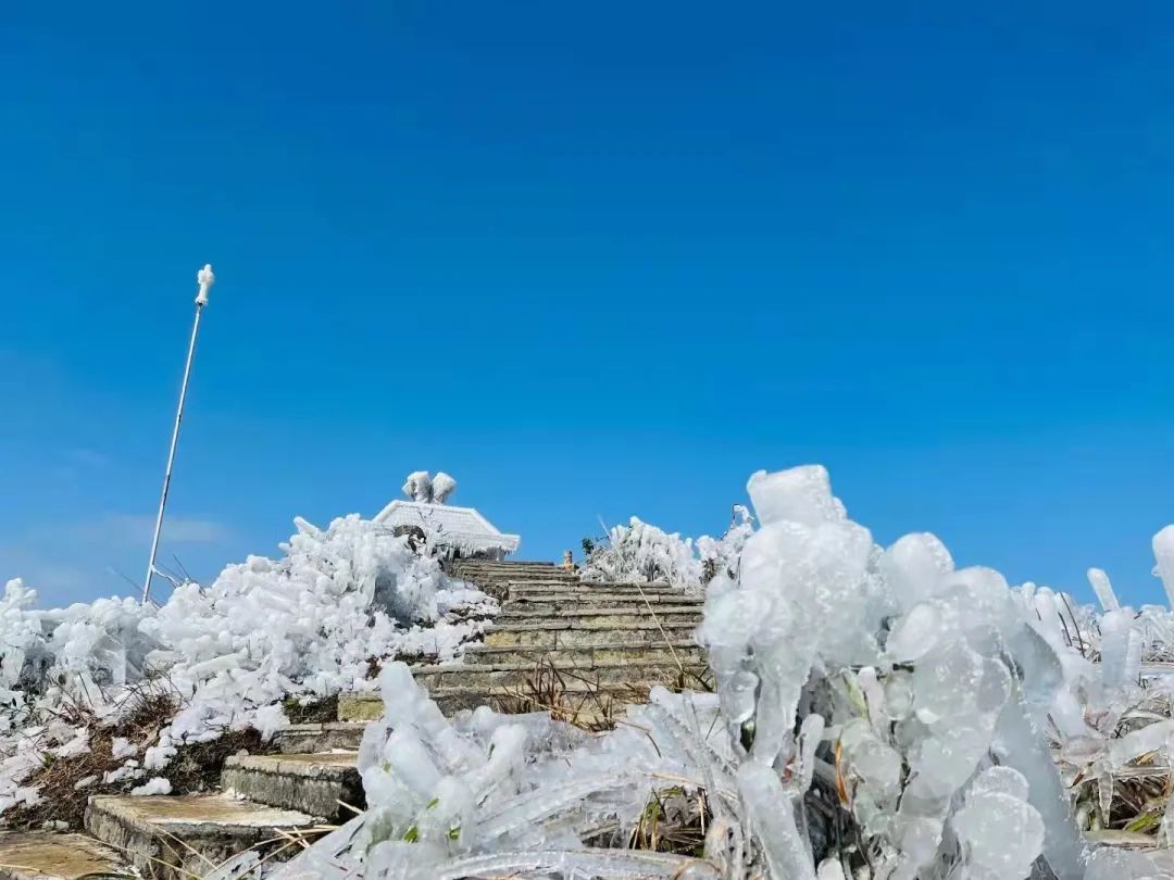 大明山雾松图片