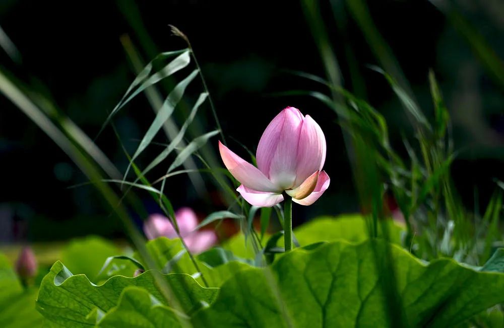 人到中年，有茶相伴，福上加福