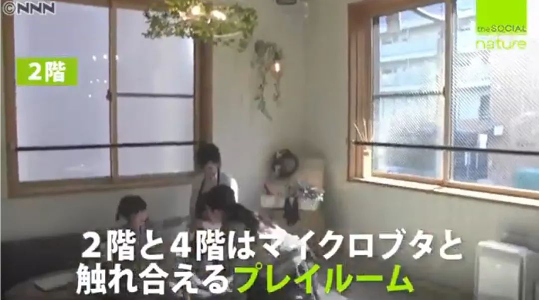 日本首家寵物豬咖啡館開業，不擼貓改擼豬了？盤「佩奇」了解一下？ 寵物 第24張