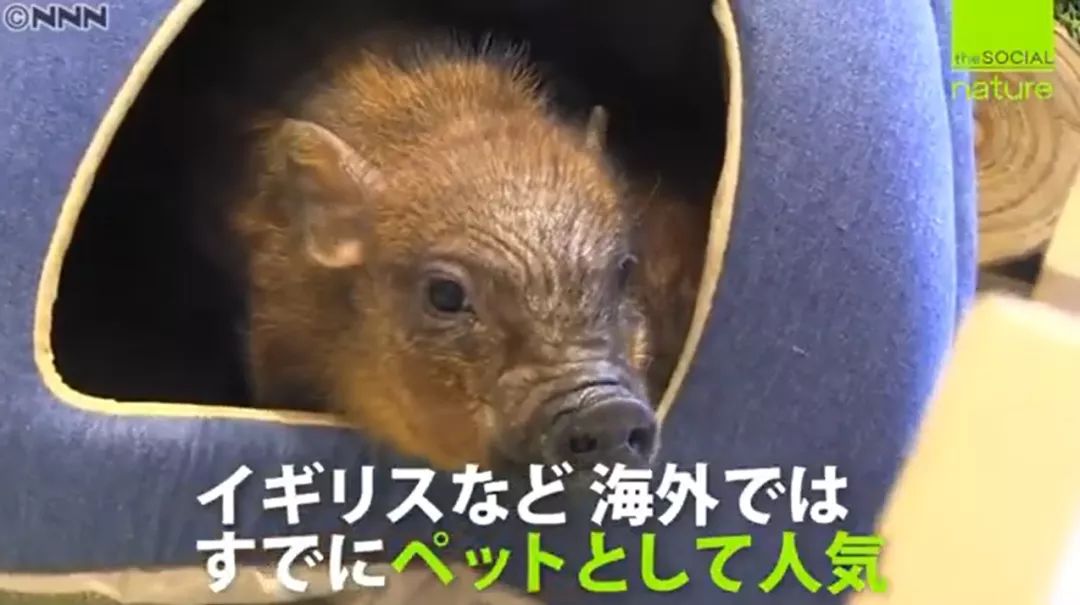 日本首家寵物豬咖啡館開業，不擼貓改擼豬了？盤「佩奇」了解一下？ 寵物 第15張