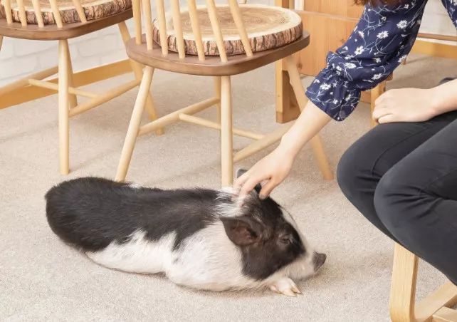 日本首家寵物豬咖啡館開業，不擼貓改擼豬了？盤「佩奇」了解一下？ 寵物 第38張