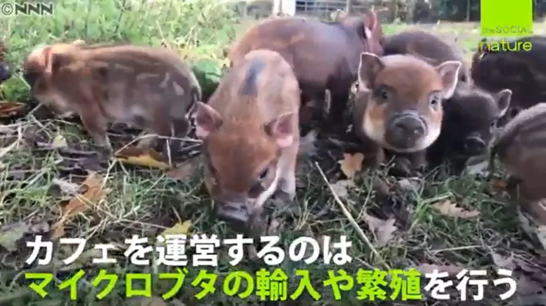 日本首家寵物豬咖啡館開業，不擼貓改擼豬了？盤「佩奇」了解一下？ 未分類 第17張