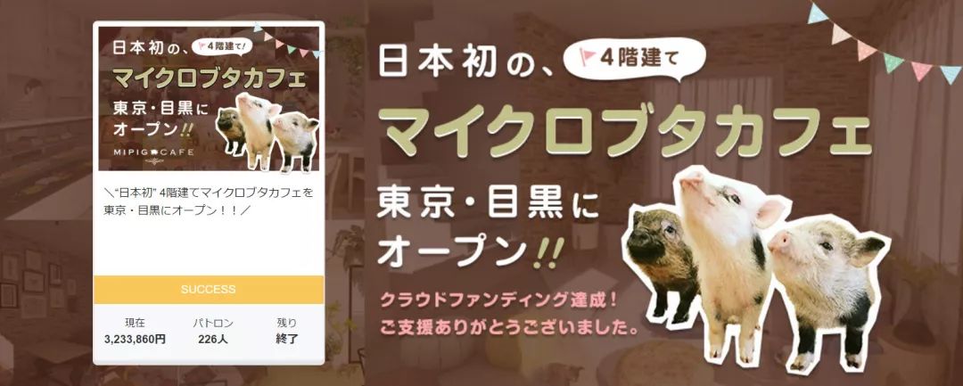 日本首家寵物豬咖啡館開業，不擼貓改擼豬了？盤「佩奇」了解一下？ 寵物 第3張