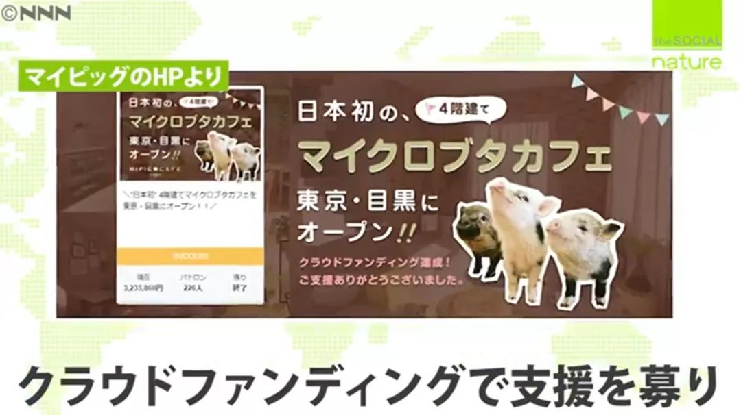 日本首家寵物豬咖啡館開業，不擼貓改擼豬了？盤「佩奇」了解一下？ 寵物 第22張