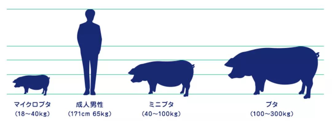 日本首家寵物豬咖啡館開業，不擼貓改擼豬了？盤「佩奇」了解一下？ 寵物 第4張