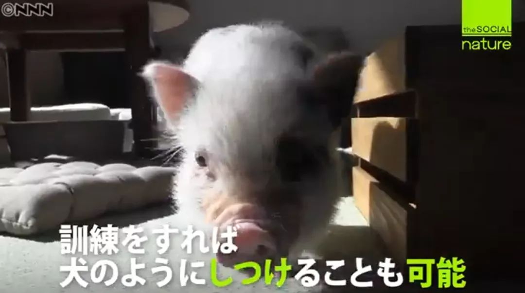日本首家寵物豬咖啡館開業，不擼貓改擼豬了？盤「佩奇」了解一下？ 寵物 第11張