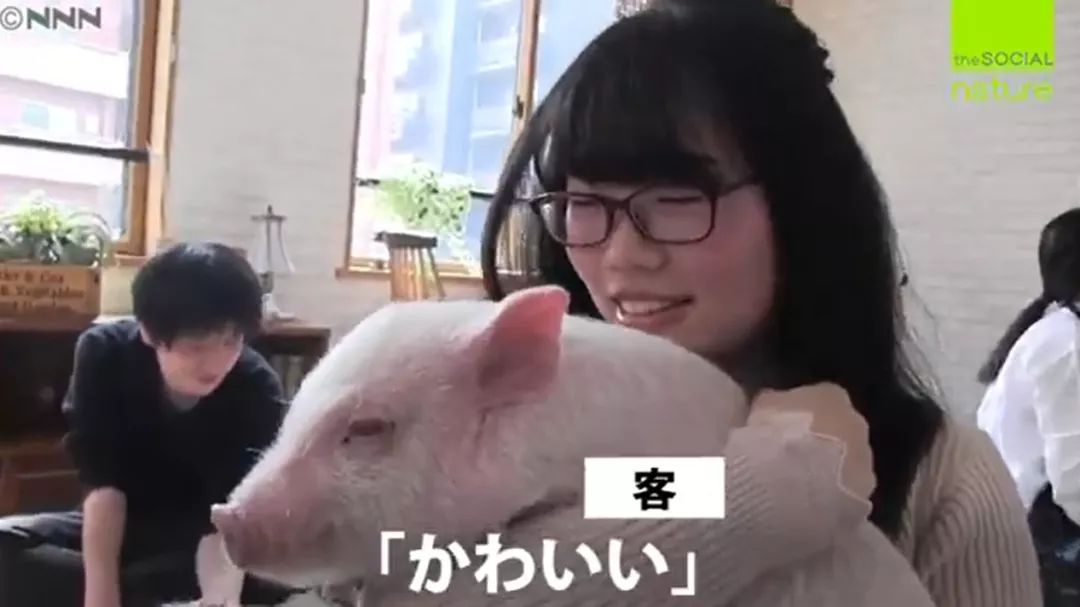 日本首家寵物豬咖啡館開業，不擼貓改擼豬了？盤「佩奇」了解一下？ 寵物 第8張