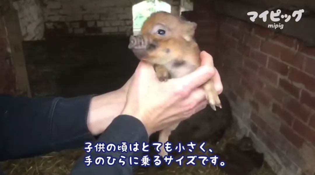 日本首家寵物豬咖啡館開業，不擼貓改擼豬了？盤「佩奇」了解一下？ 寵物 第30張