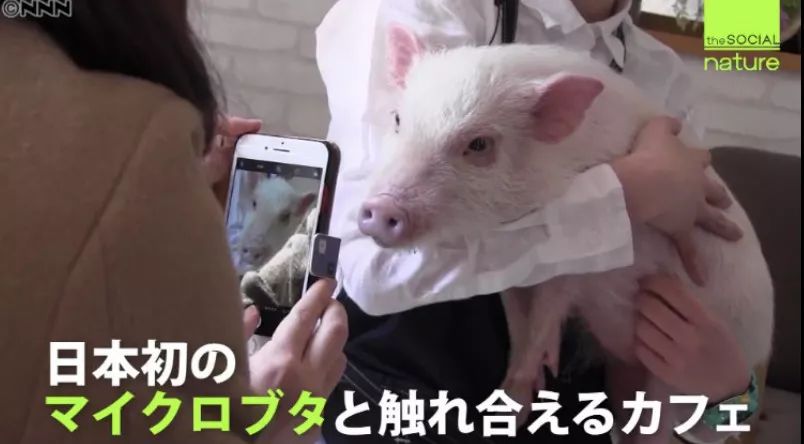 日本首家寵物豬咖啡館開業，不擼貓改擼豬了？盤「佩奇」了解一下？ 未分類 第6張