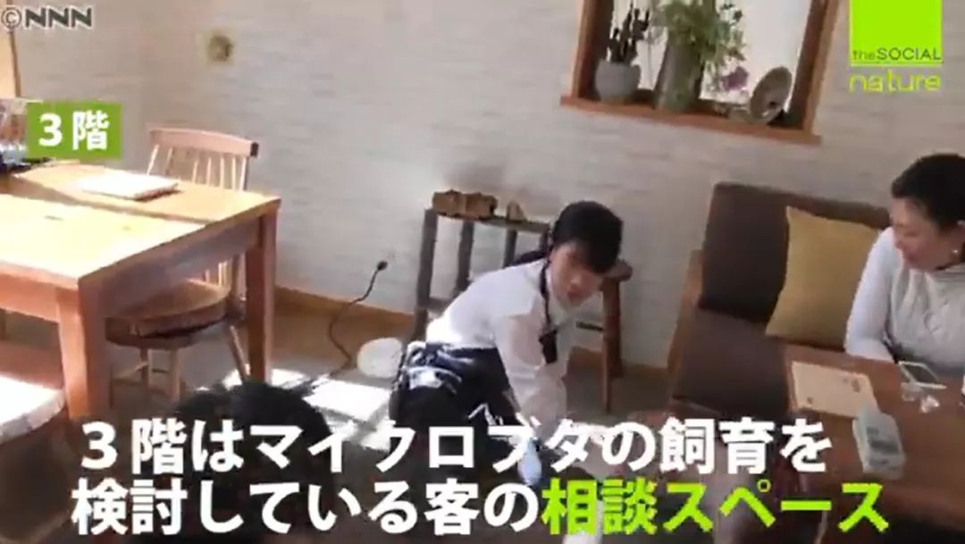 日本首家寵物豬咖啡館開業，不擼貓改擼豬了？盤「佩奇」了解一下？ 未分類 第28張