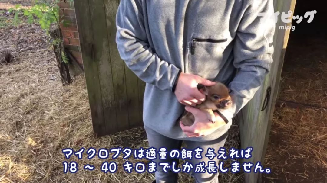 日本首家寵物豬咖啡館開業，不擼貓改擼豬了？盤「佩奇」了解一下？ 寵物 第32張