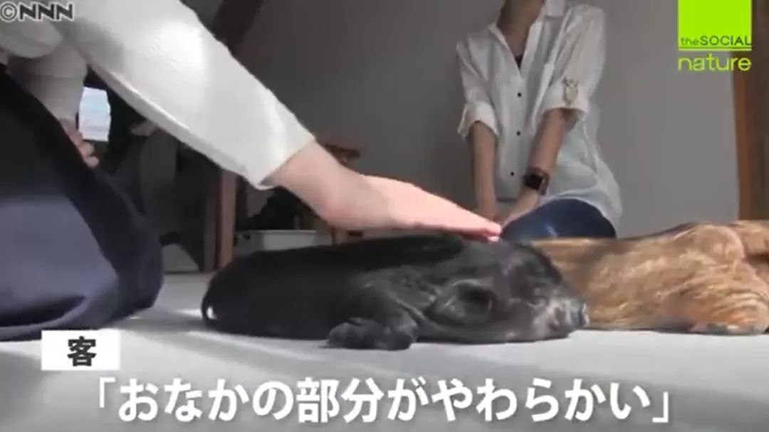 日本首家寵物豬咖啡館開業，不擼貓改擼豬了？盤「佩奇」了解一下？ 寵物 第26張