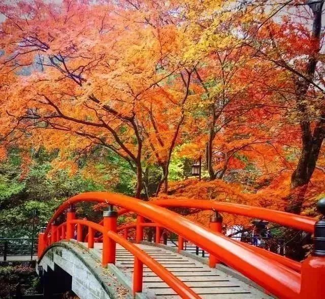 11月正是日本红叶最美季 是时候约一波了 自由微信 Freewechat