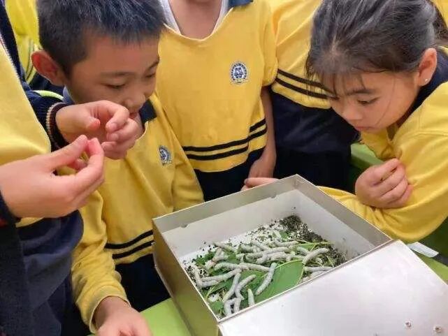 蚕蛾不交配能活几天 春蚕宝宝，宝宝的春蚕–记儿子第一次养蚕