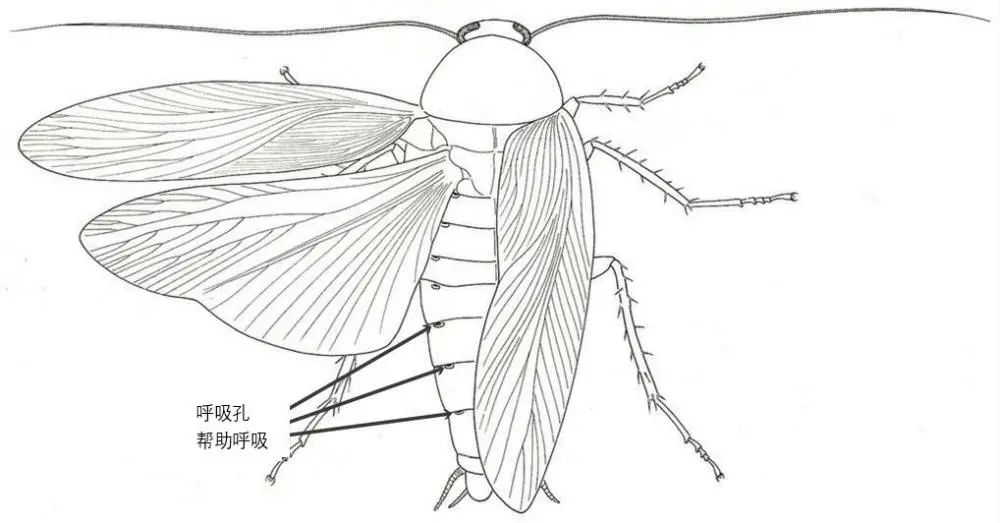 九成人不知蟑螂"天敌"是什么:用这妙招以后,蟑螂就"