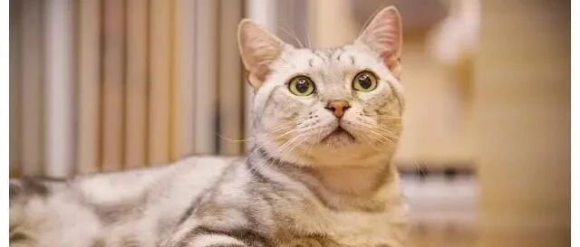 杨绛：花花儿丨大家