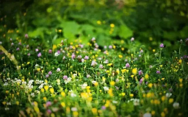 "春阴垂野草青青 时有幽花一树明.