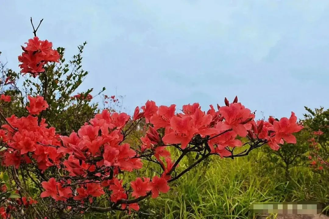 心动五一游天池赏杜鹃优享石湖度假山庄