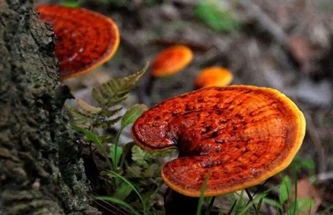 灵芝不能乱吃！《中国药典》只收录了这两种！