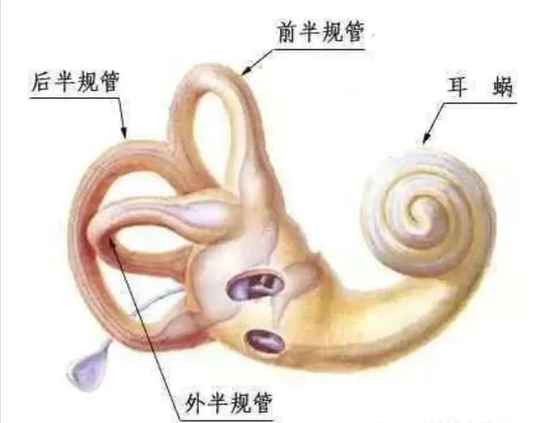 浅谈前庭功能障碍的表现及干预