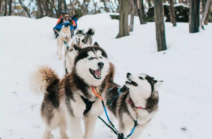 2019墨尔本最强滑雪攻略来了！维州这些人气滑雪场你都知道吗？ - 9
