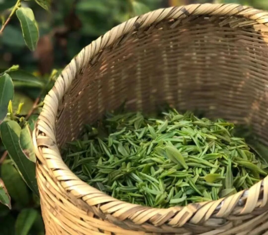 信阳毛尖——绿茶之王