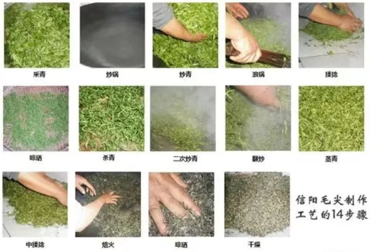 绿茶制作过程图片