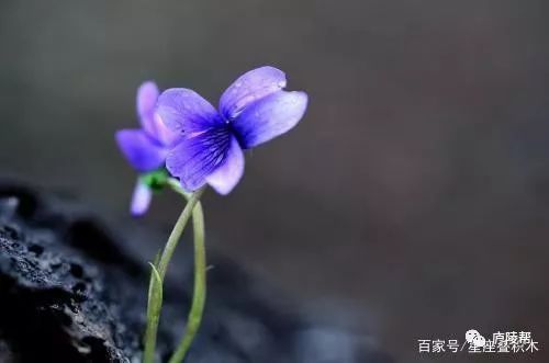 买温柔的生肖是什么生肖_买温柔的生肖_温柔的生肖打一肖