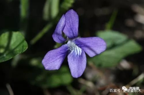 温柔的生肖打一肖_买温柔的生肖是什么生肖_买温柔的生肖