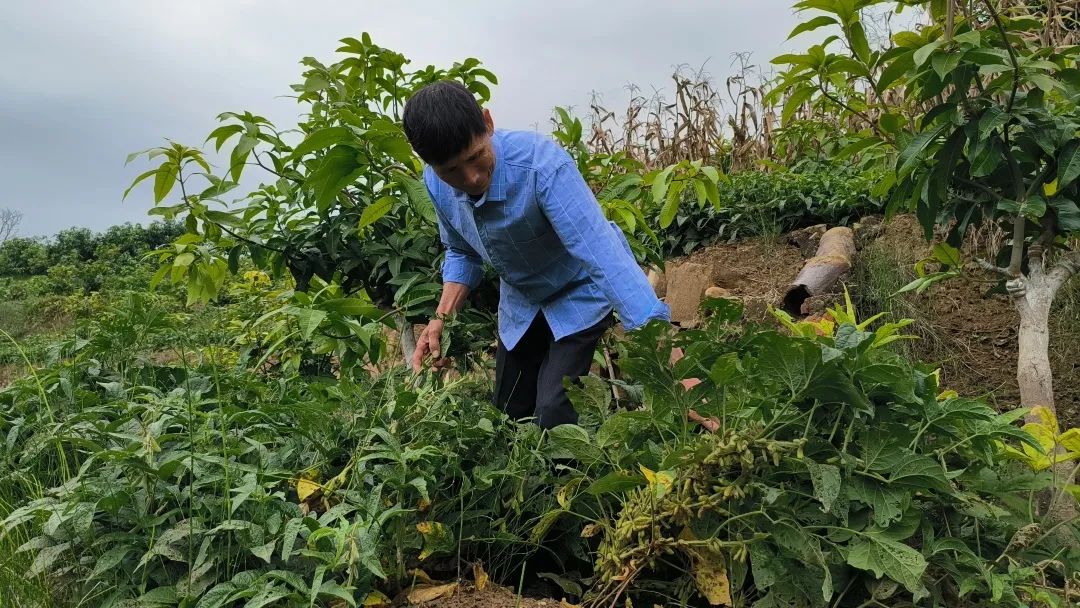 种植致富经_致富种植创业项目_致富种植什么比较赚大钱