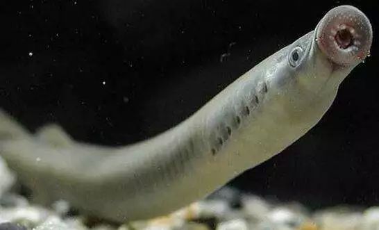 世间远古生物_世间远古生物都有哪些_世间远古生物有哪些