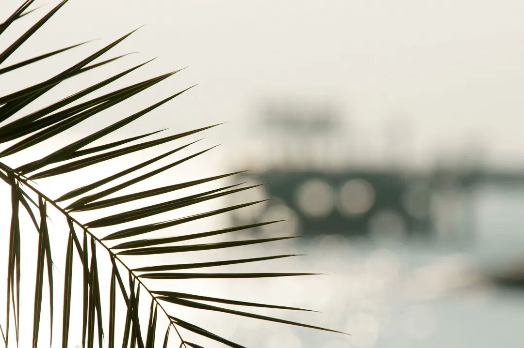 归脾汤治疗小儿脱发医案一则