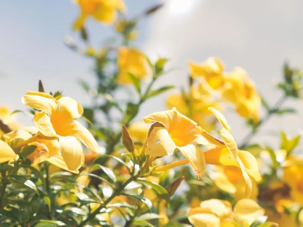 小柴胡汤、止痉散合麻黄附子细辛汤加减治疗牙龈带状疱疹案