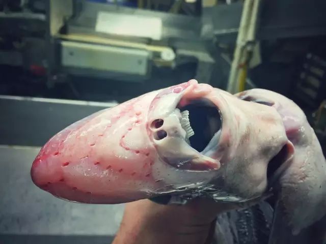 深海里的鱼可怕图片