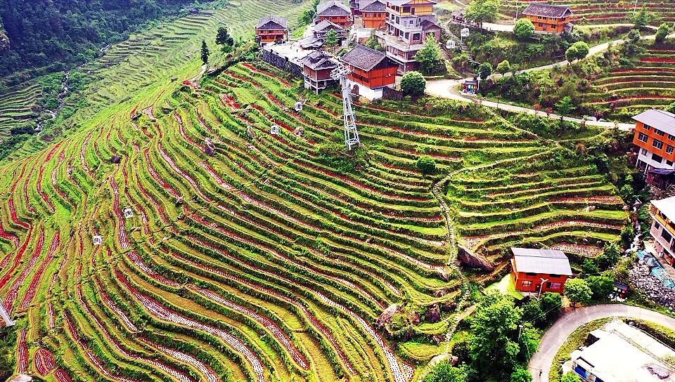 龙胜这里有片梯田红红火火