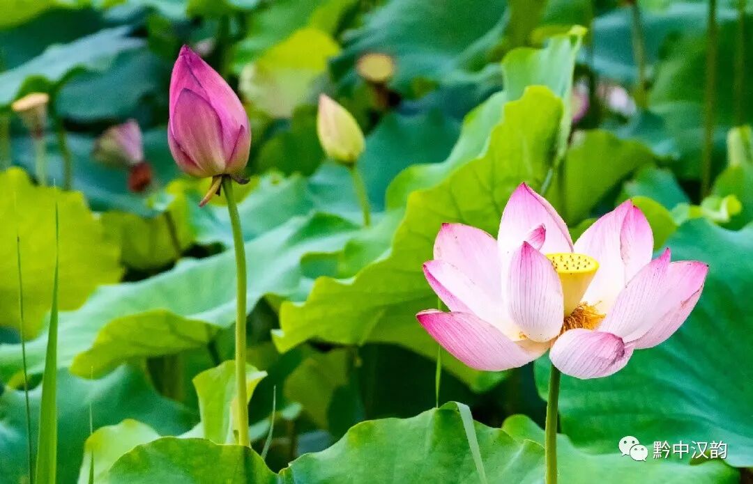 由来寓意青团的名字_青团的由来和寓意20字_青团的由来和寓意