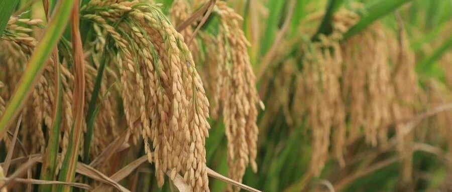 【8点见】高，实在是高！